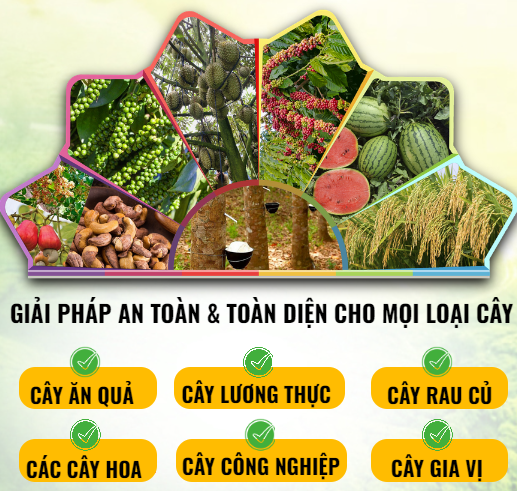 Vườn cây sau khi dùng BioSeed