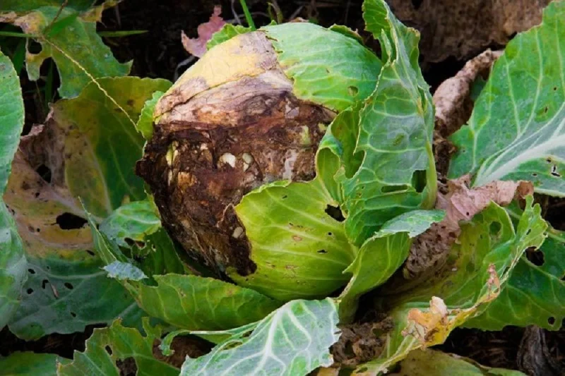 Nấm bệnh trên cây