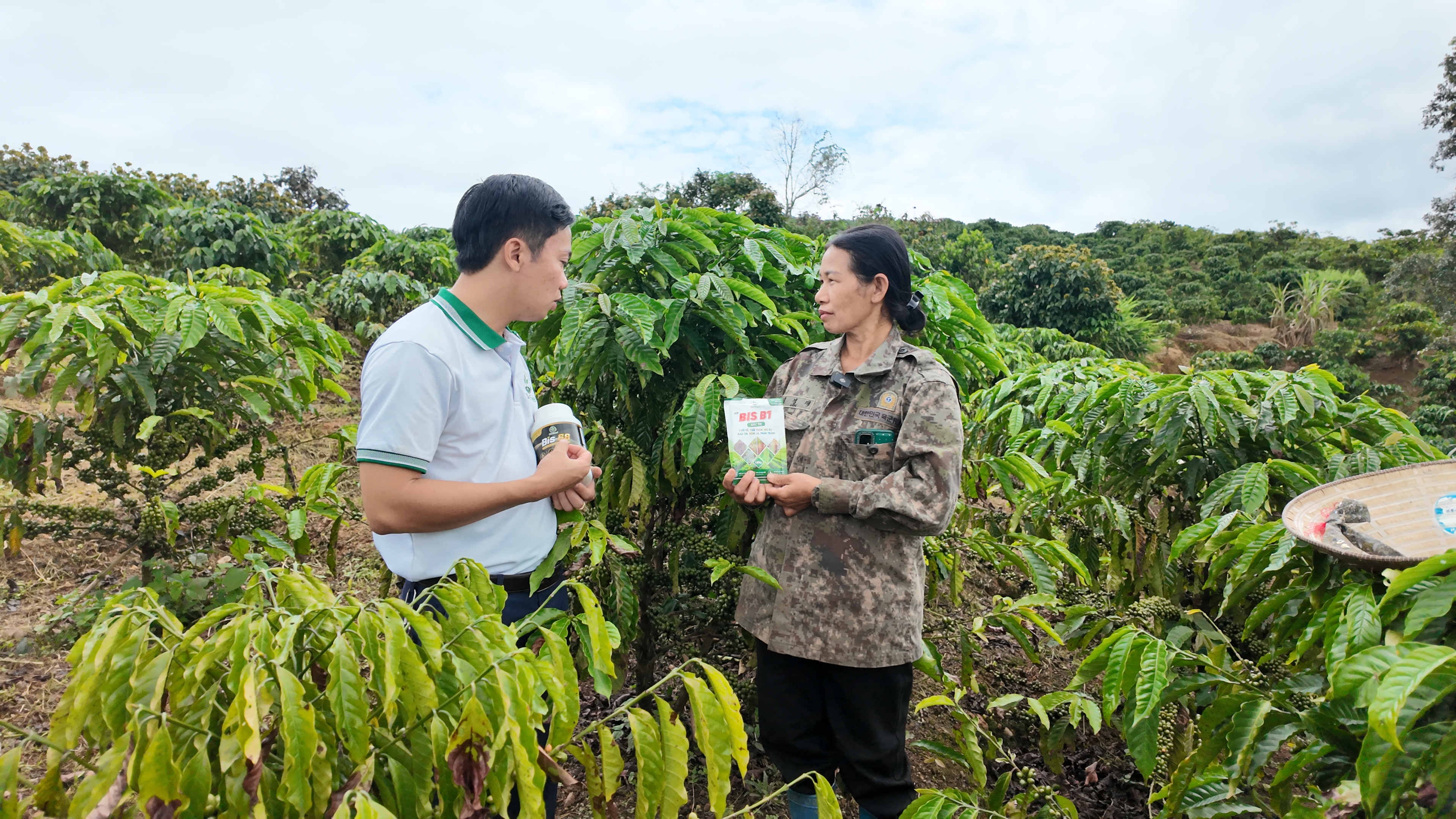 Chị Linh và vườn cà phê
